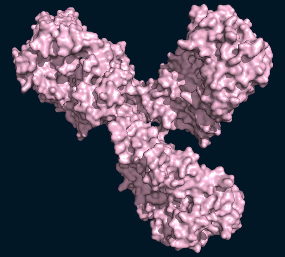 Cymba-X-antibodies-img-4a