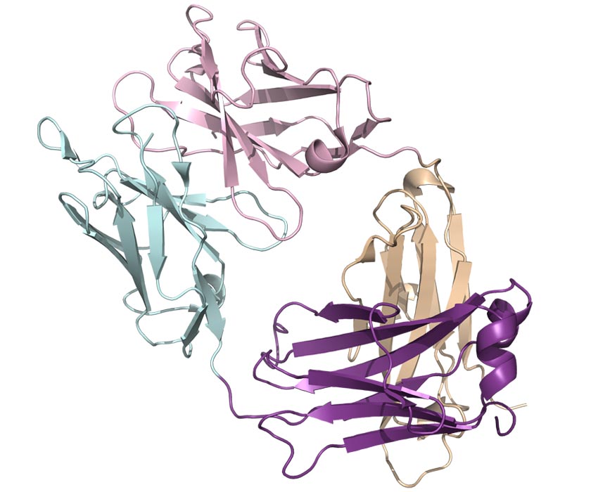 Cymba-X-antibodies-img-5b