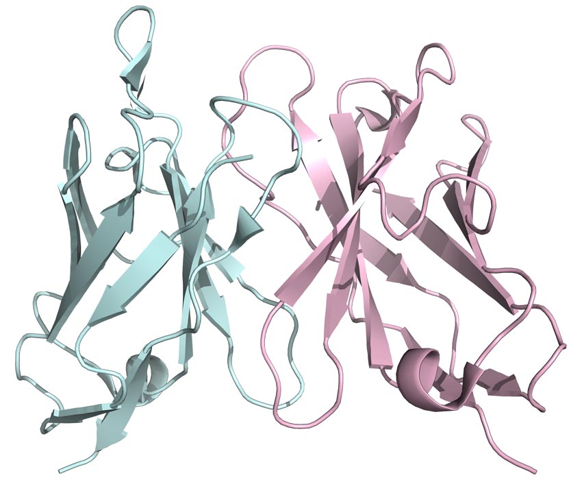 Cymba-X-antibodies-img-6a